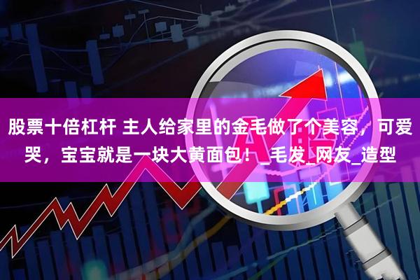 股票十倍杠杆 主人给家里的金毛做了个美容，可爱哭，宝宝就是一块大黄面包！_毛发_网友_造型